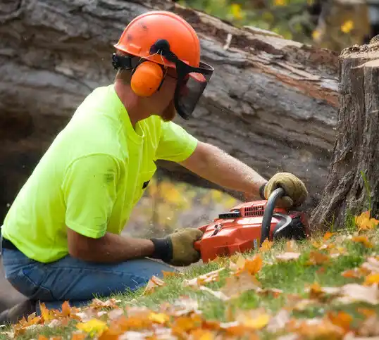 tree services Byesville